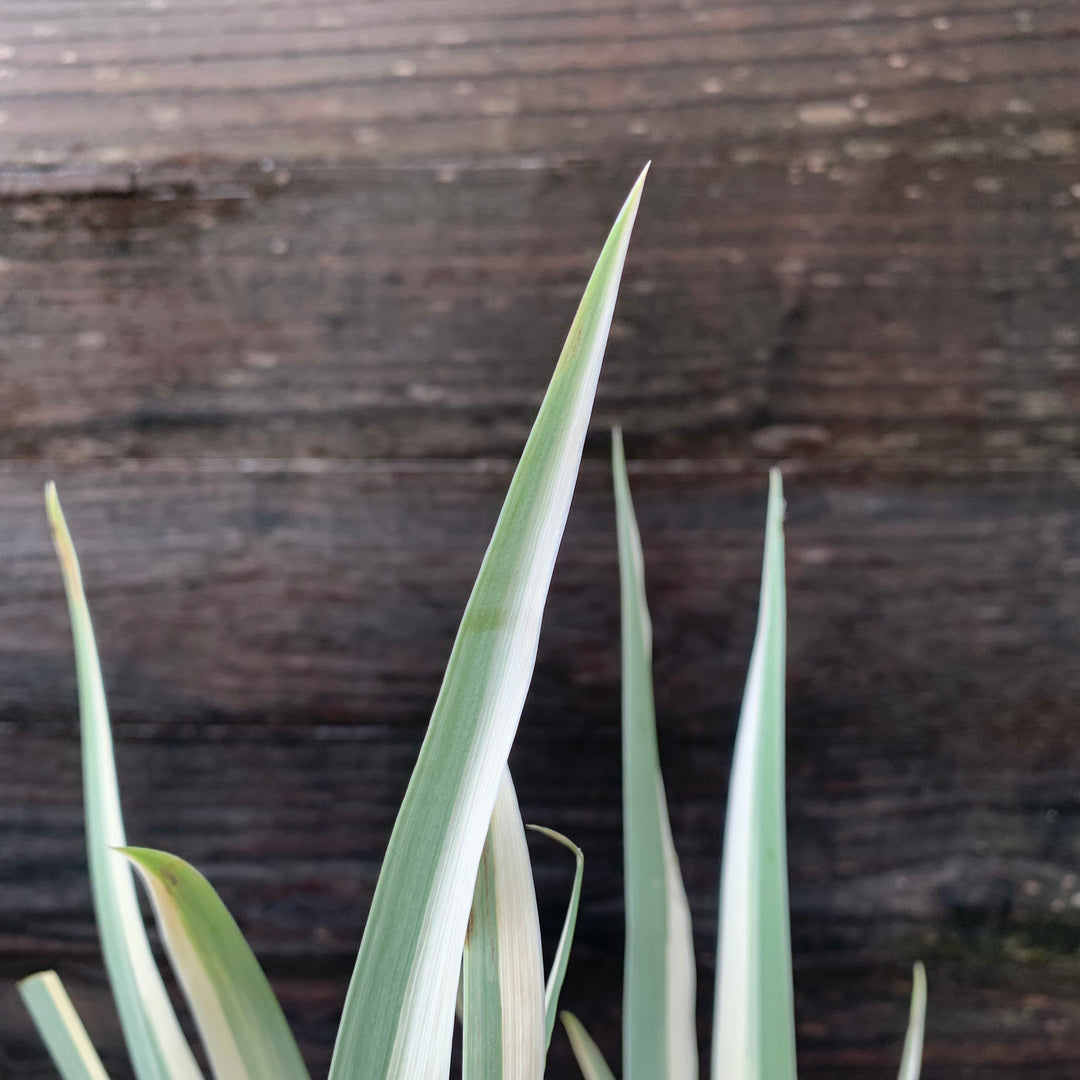 Iris pallida 'Albo Variegata' ~ White Variegated Zebra Iris-ServeScape