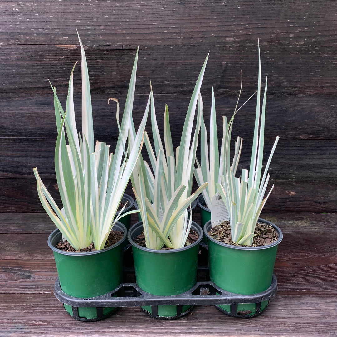 Iris pallida 'Albo Variegata' ~ White Variegated Zebra Iris-ServeScape