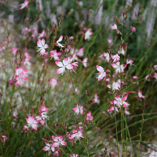 Gaura lindheimeri 'Little Janie' ~ Little Janie Gaura-ServeScape