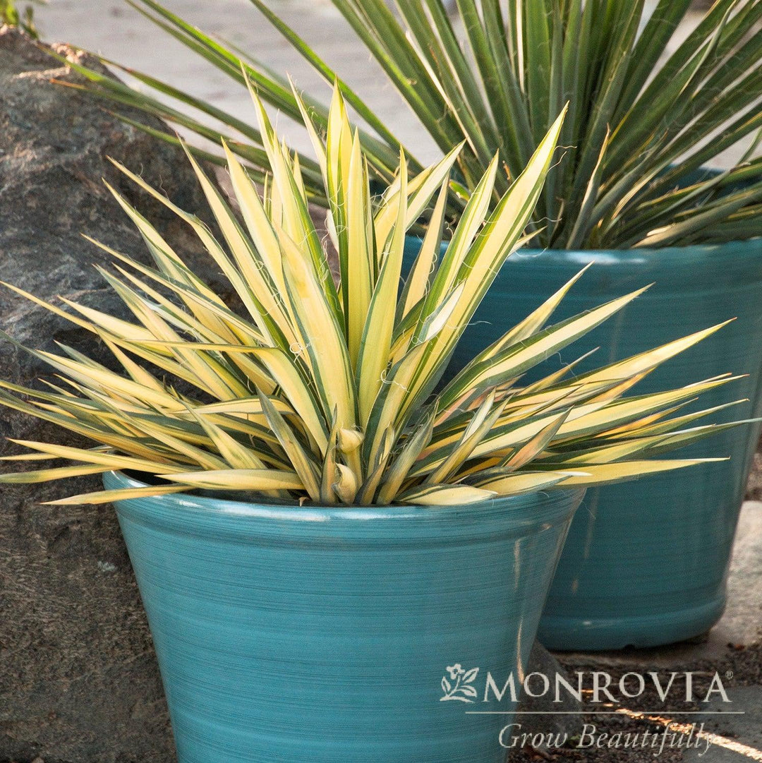 Yucca filamentosa 'Color Guard' ~ Monrovia® Color Guard Adam's Needle, Yucca-ServeScape