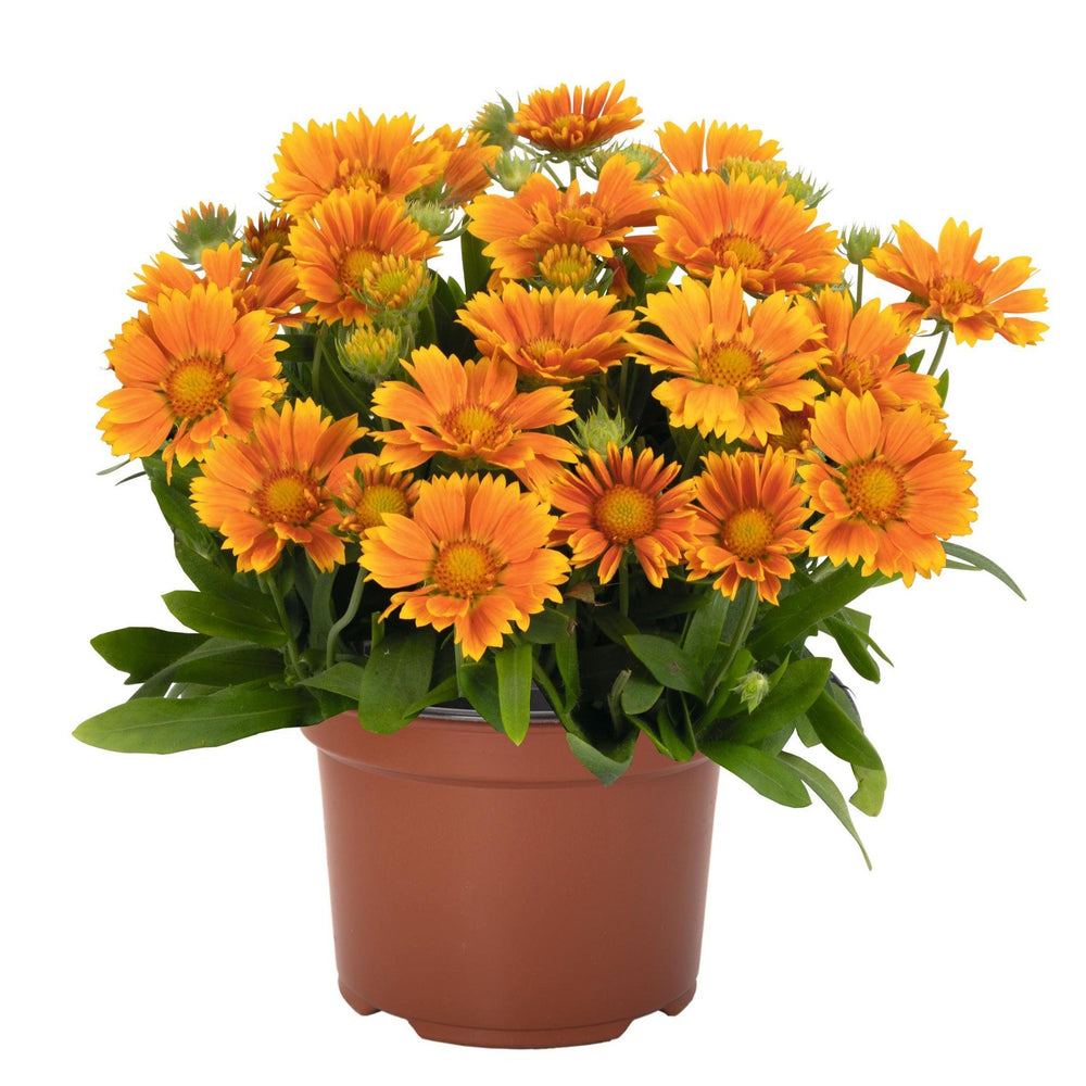 Gaillardia aristata 'SpinTop Mango' ~ Spintop™ Mango Blanket Flower-ServeScape