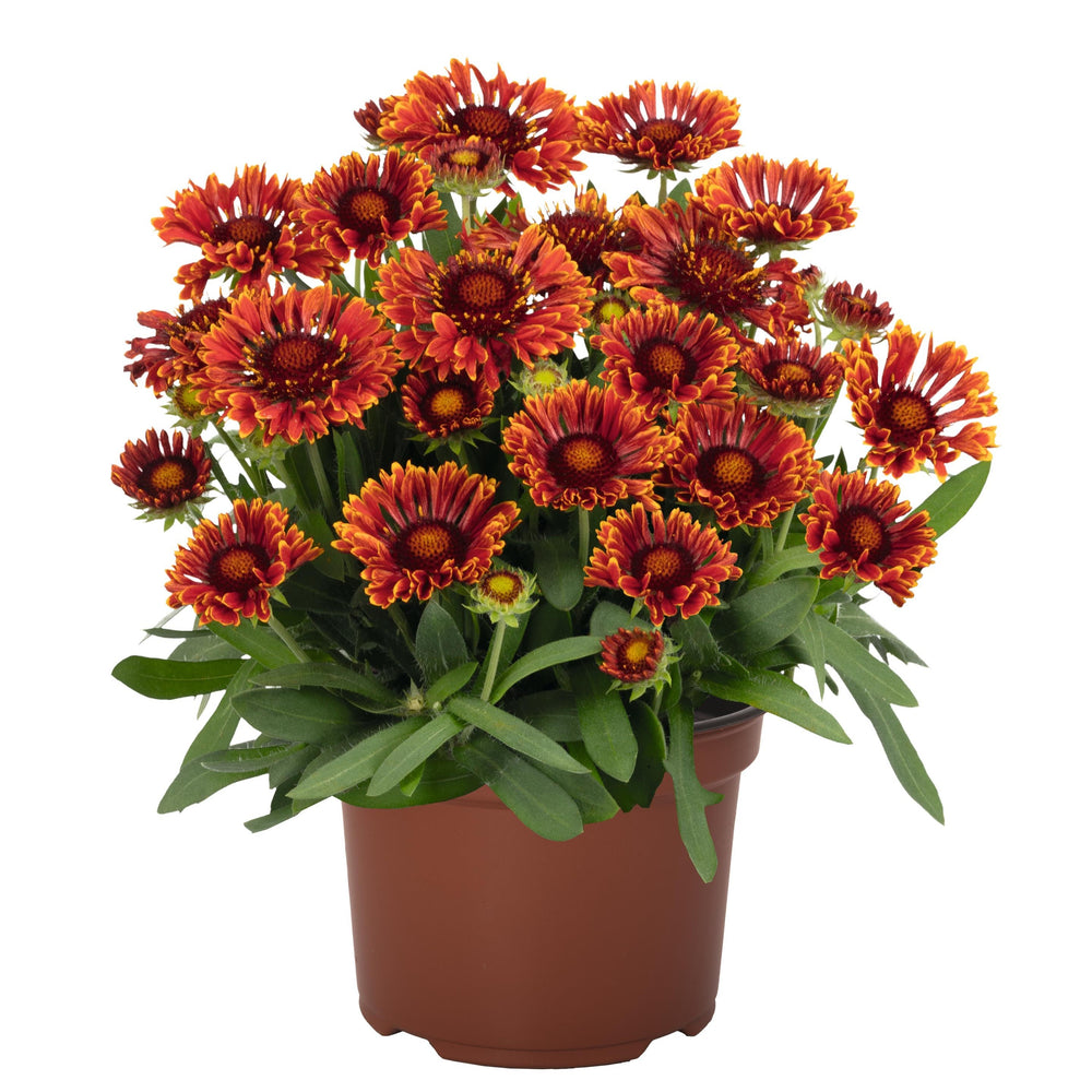 Gaillardia aristata 'Spintop Mariachi Red Sky ~ Spintop™ Mariachi Red Sky Blanket Flower-ServeScape
