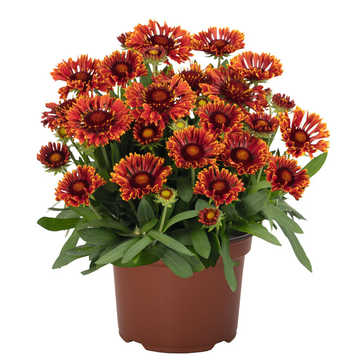Gaillardia aristata 'Spintop Mariachi Red Sky ~ Spintop™ Mariachi Red Sky Blanket Flower-ServeScape