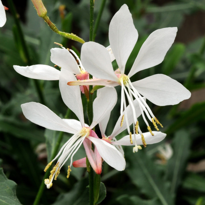 Gaura lindheimeri 'Sparkle White' ~ Sparkle White Gaura-ServeScape