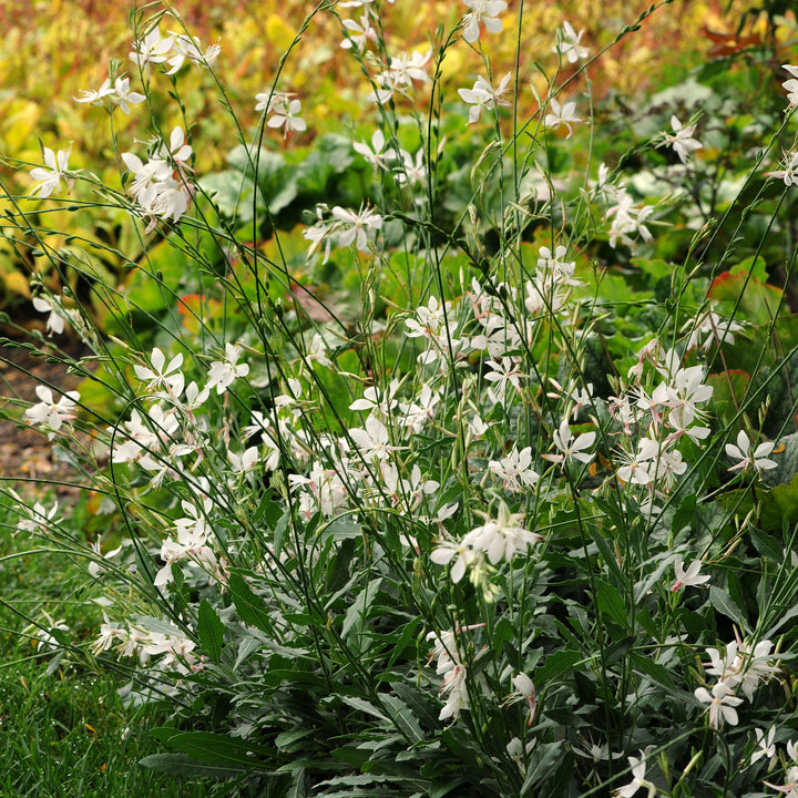 Gaura lindheimeri 'Sparkle White' ~ Sparkle White Gaura-ServeScape