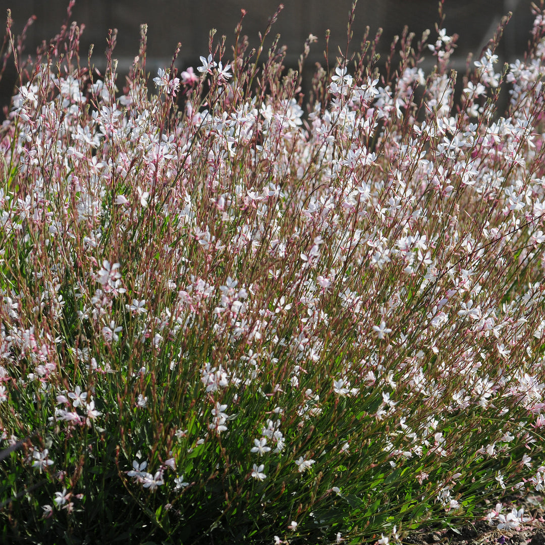 Gaura lindheimeri 'Sparkle White' ~ Sparkle White Gaura-ServeScape
