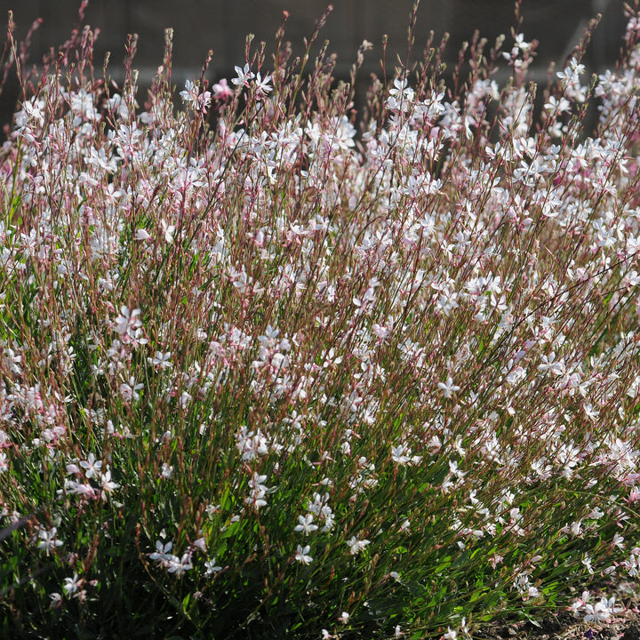 Gaura lindheimeri 'Sparkle White' ~ Sparkle White Gaura-ServeScape