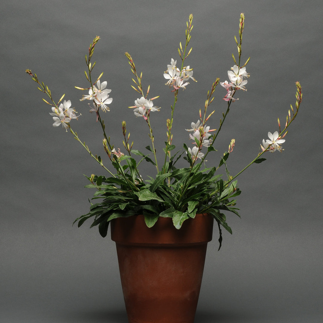 Gaura lindheimeri 'Sparkle White' ~ Sparkle White Gaura-ServeScape