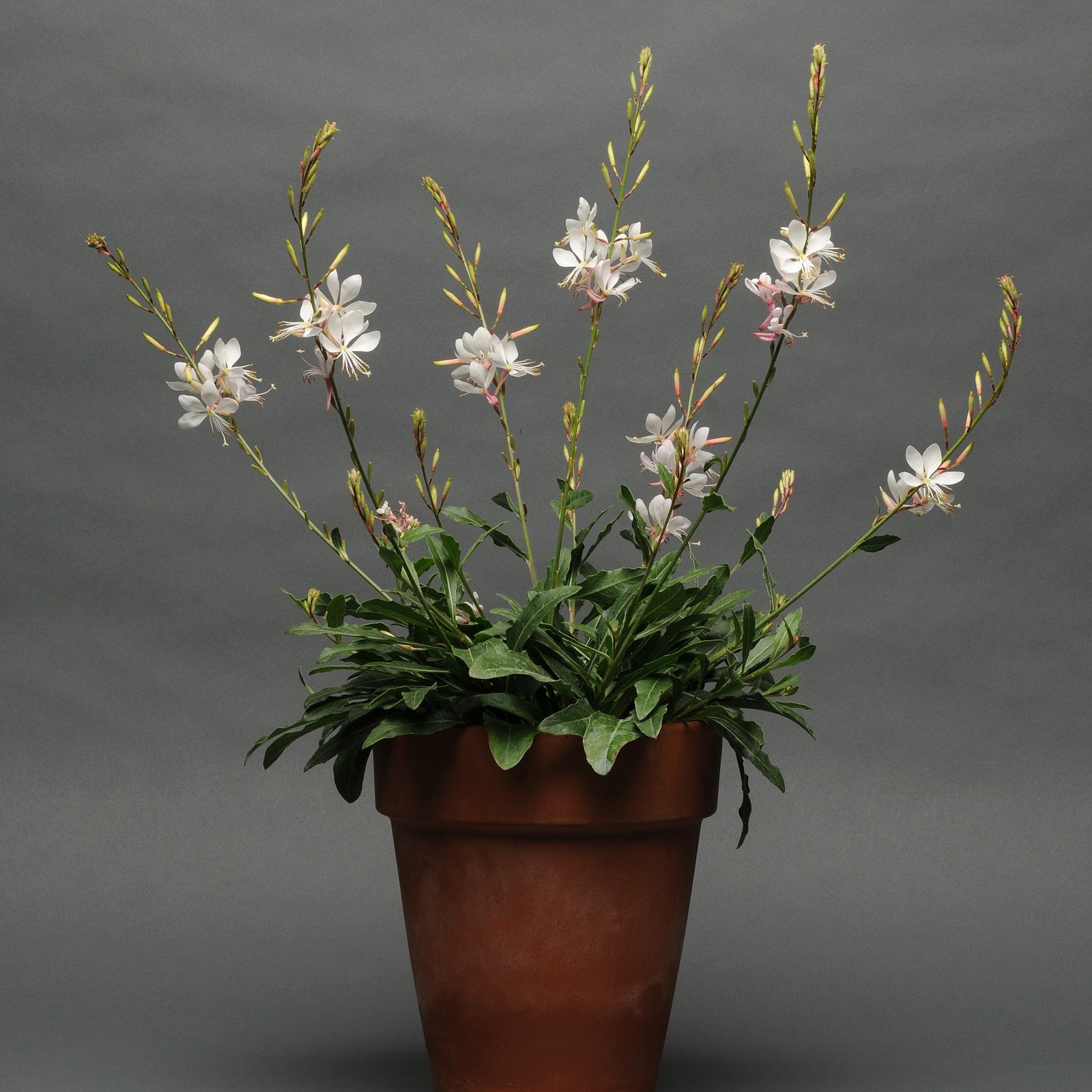 Gaura lindheimeri 'Sparkle White' ~ Sparkle White Gaura-ServeScape