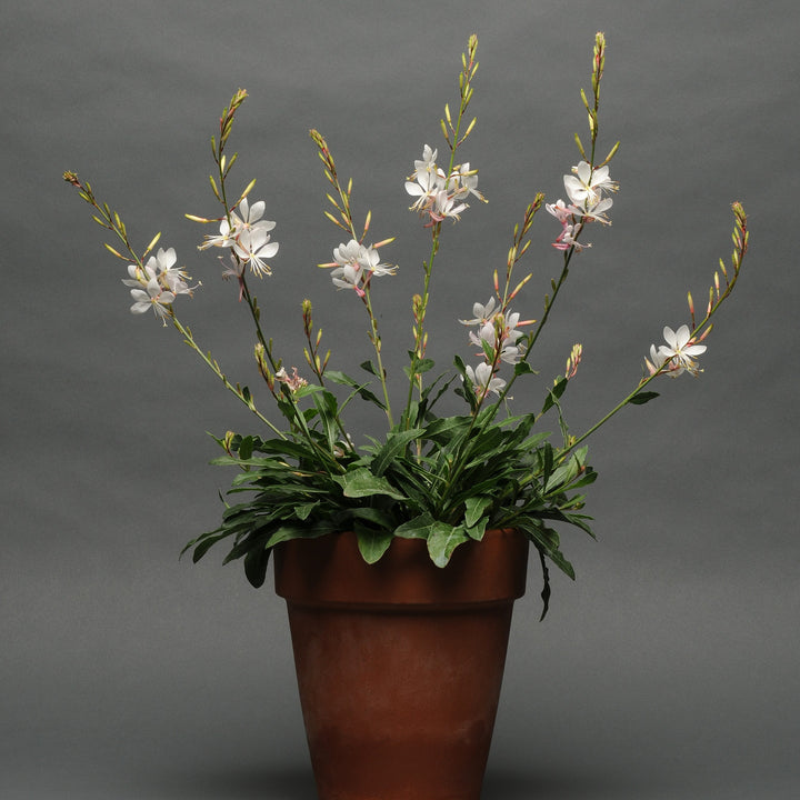 Gaura lindheimeri 'Sparkle White' ~ Sparkle White Gaura-ServeScape