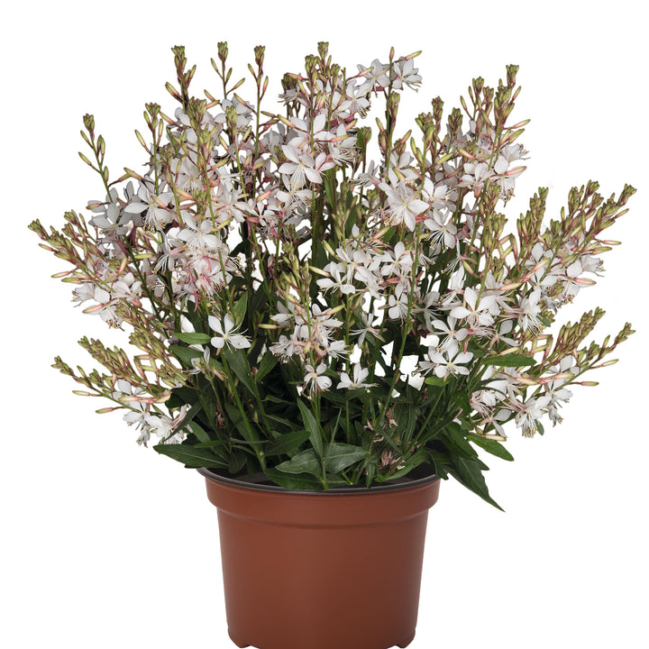 Gaura lindheimeri 'Graceful White' ~ Graceful White Gaura-ServeScape