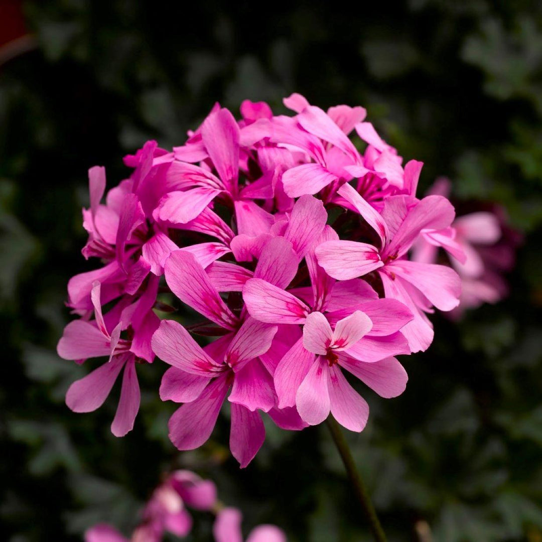 Pelargonium interspecific 'Caldera Pink' ~ Caldera™ Pink Geranium-ServeScape