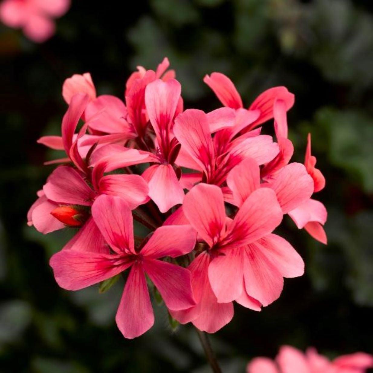 Pelargonium interspecific 'Caldera Salmon' ~ Caldera™ Salmon Geranium-ServeScape