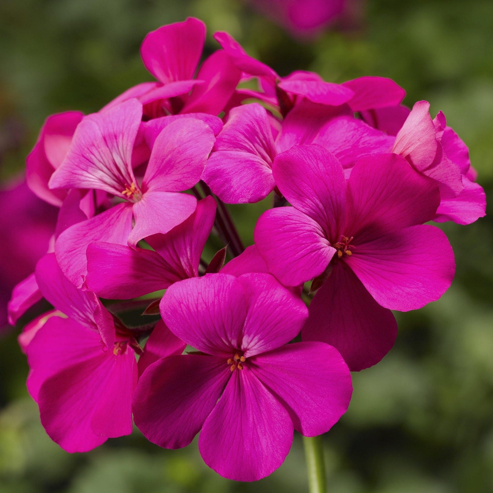 Pelargonium interspecific 'Caliente Lavender' ~ Caliente® Lavender Geranium-ServeScape