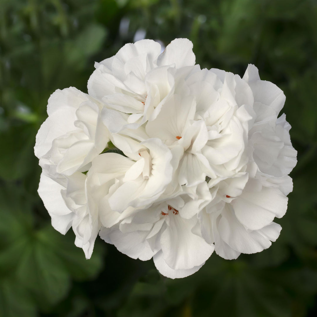 Pelargonium interspecific 'Calliope Large White' ~ Calliope® Large White Geranium-ServeScape