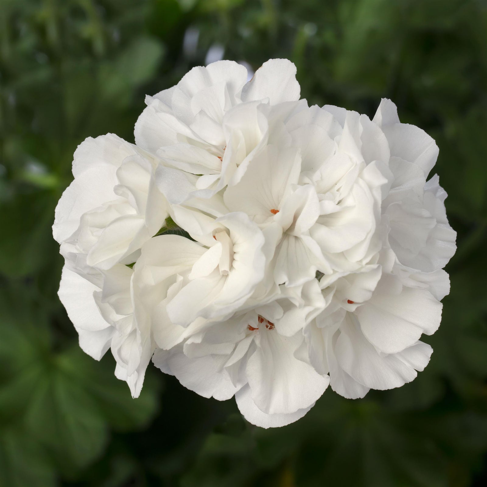 Pelargonium interspecific 'Calliope Large White' ~ Calliope® Large White Geranium-ServeScape