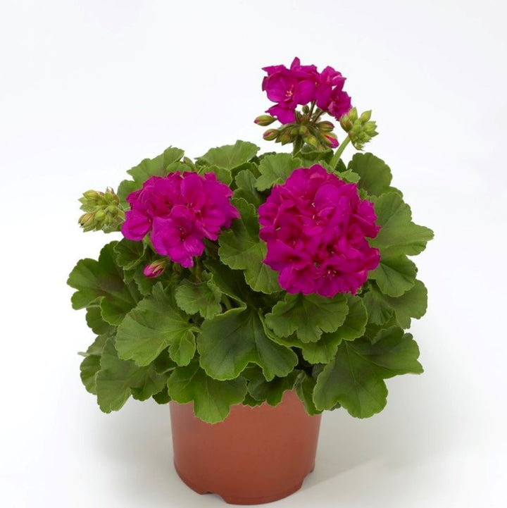 Pelargonium interspecific 'Calliope Medium Violet' ~ Calliope® Medium Violet Geranium-ServeScape