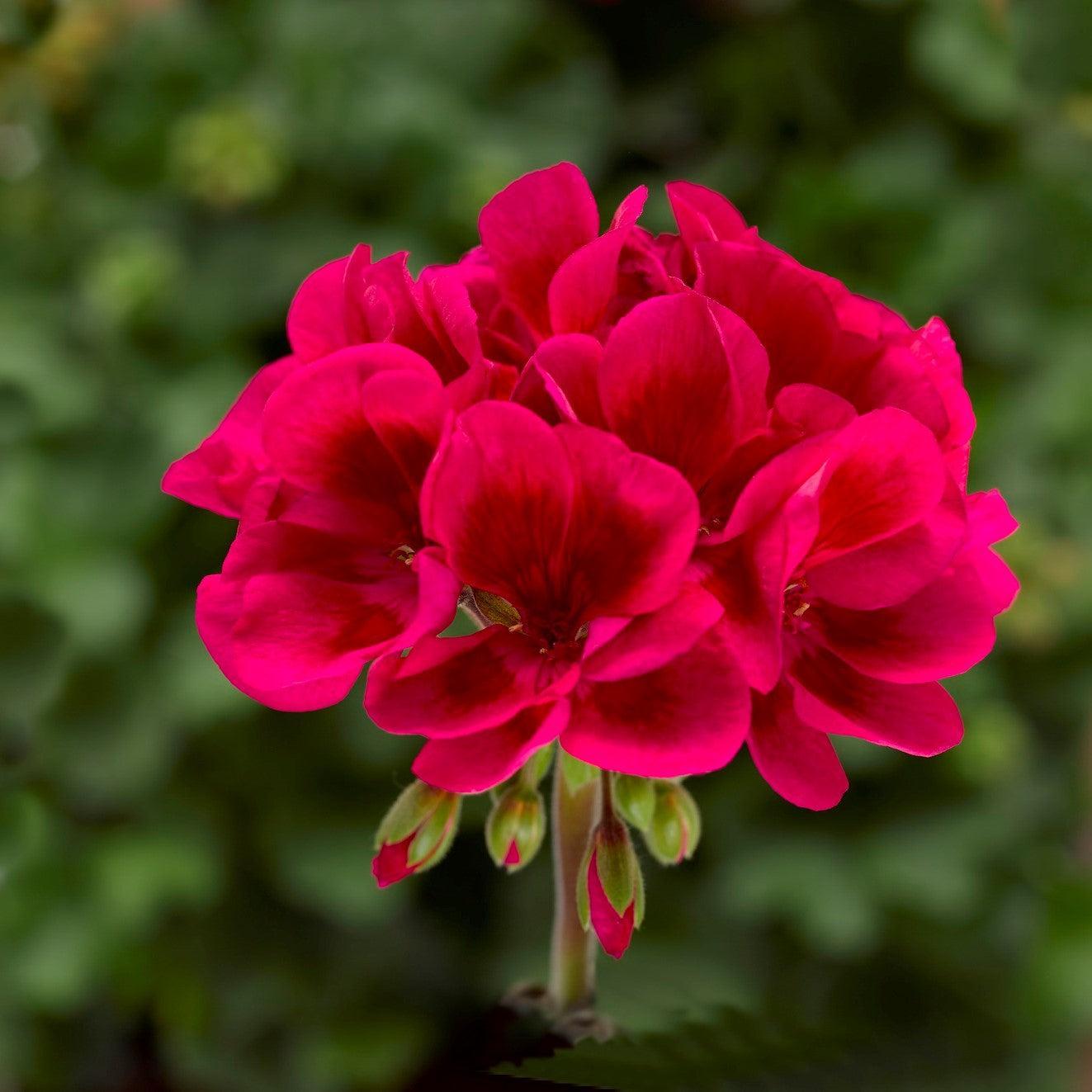 Pelargonium interspecific 'Mojo Cranberry Splash' ~ Mojo™ Cranberry Splash Geranium-ServeScape