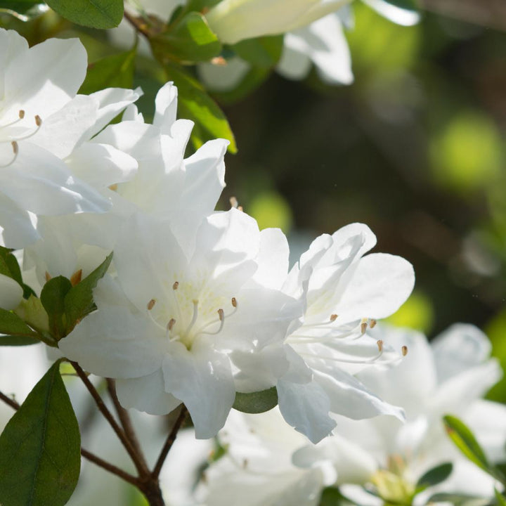 Rhododendron indica 'Mrs. G.G. Gerbing' ~ G.G. Gerbing Azalea-ServeScape