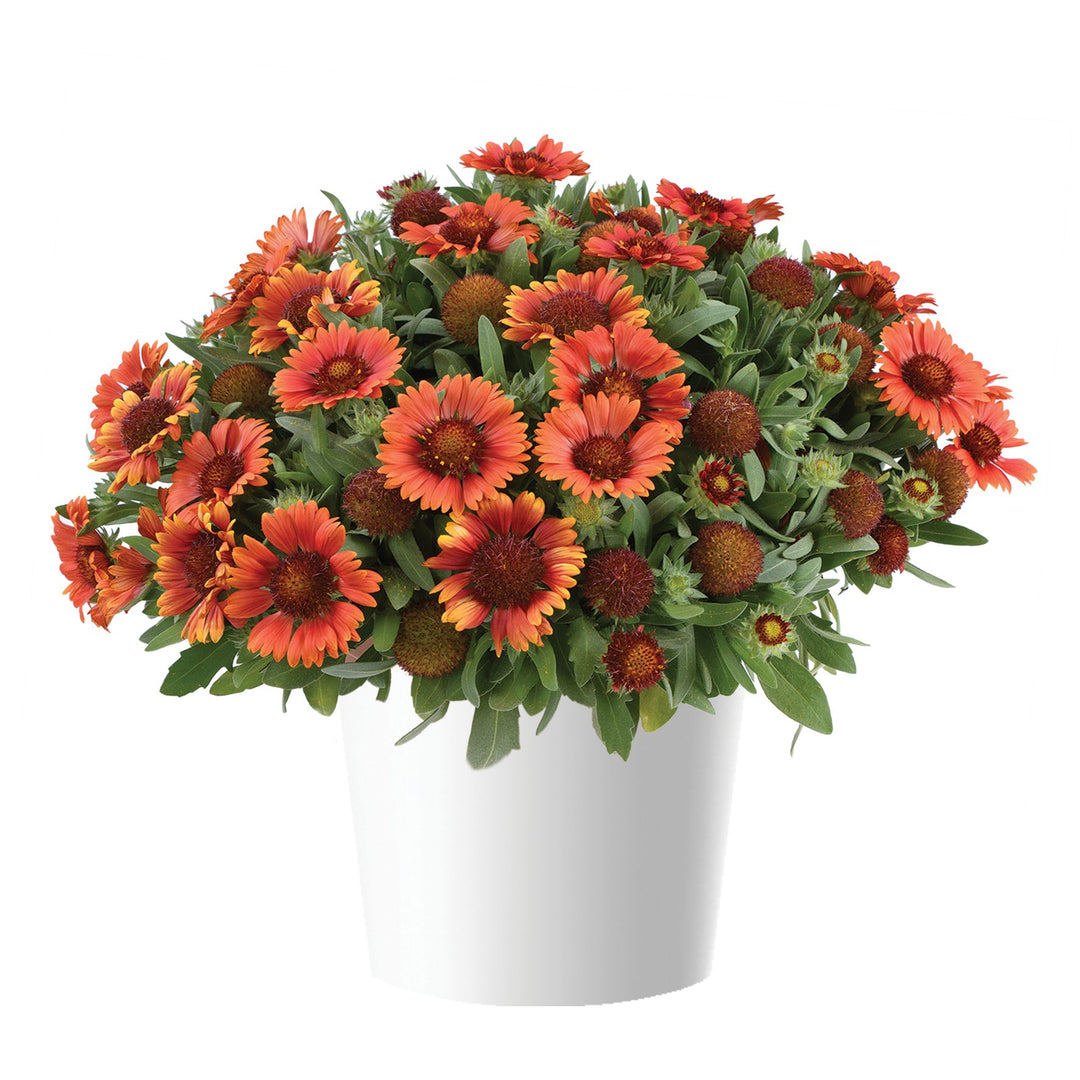 Gaillardia x 'Paprika' ~ Monrovia® Gusto™ Paprika Blanket Flower-ServeScape
