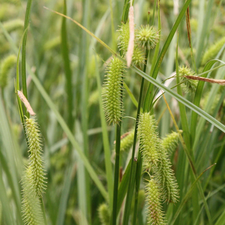 Carex hystericina ~ Porcupine Sedge-ServeScape