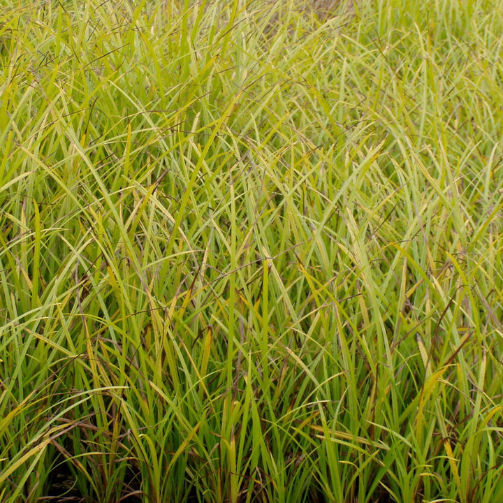 Carex hystericina ~ Porcupine Sedge-ServeScape