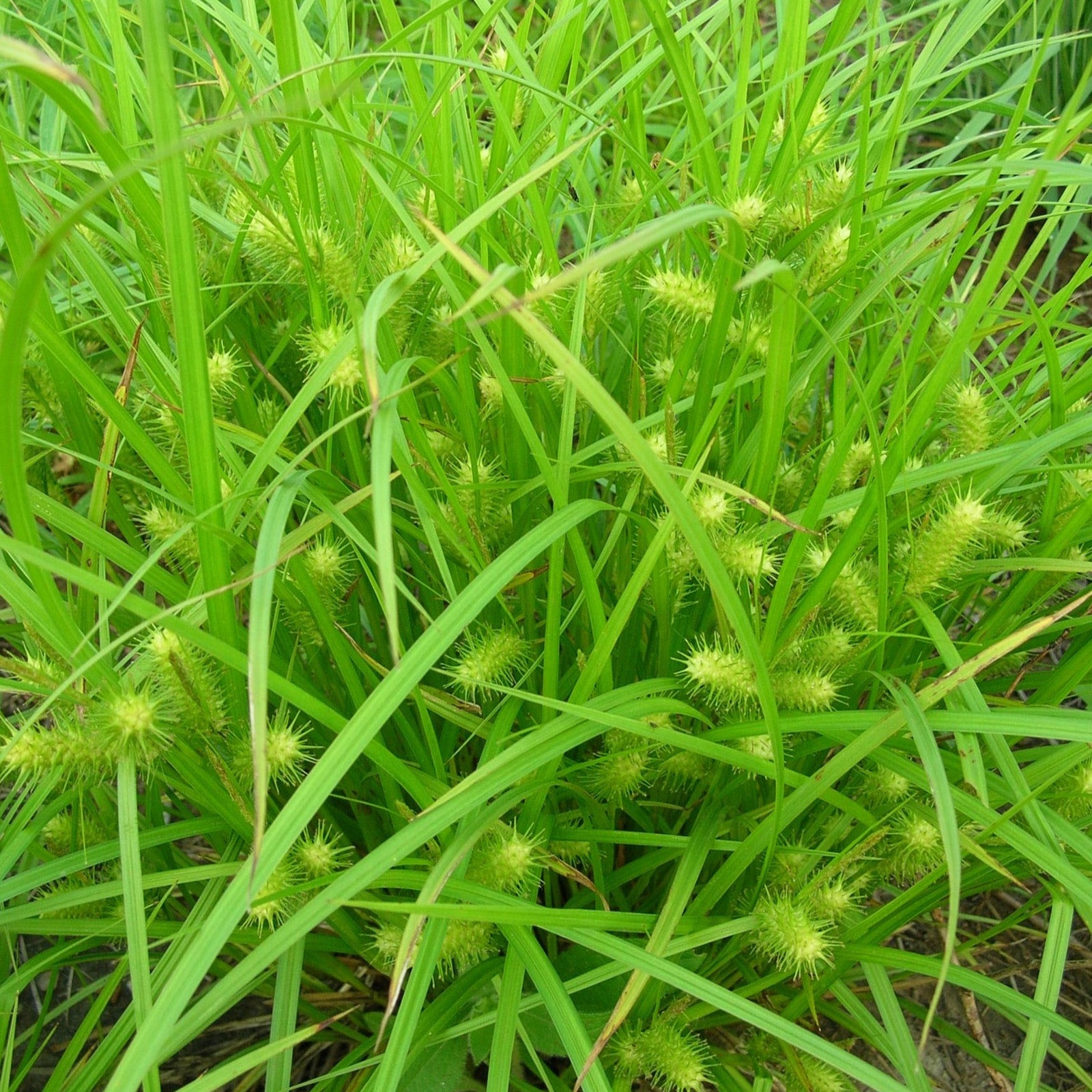 Carex lurida ~ Shallow Sedge-ServeScape