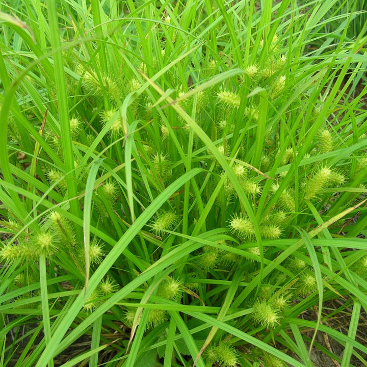 Carex lurida ~ Shallow Sedge-ServeScape