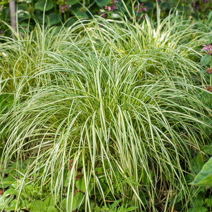 Carex x 'ET CRX 904' ~ Moon Falls Carex-ServeScape