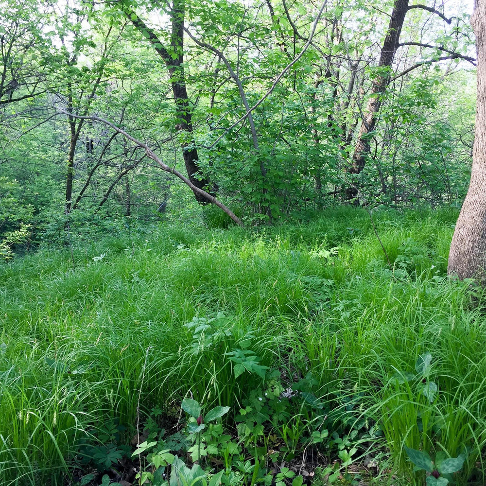 Carex sprengelii ~ Long Beaked Sedge-ServeScape