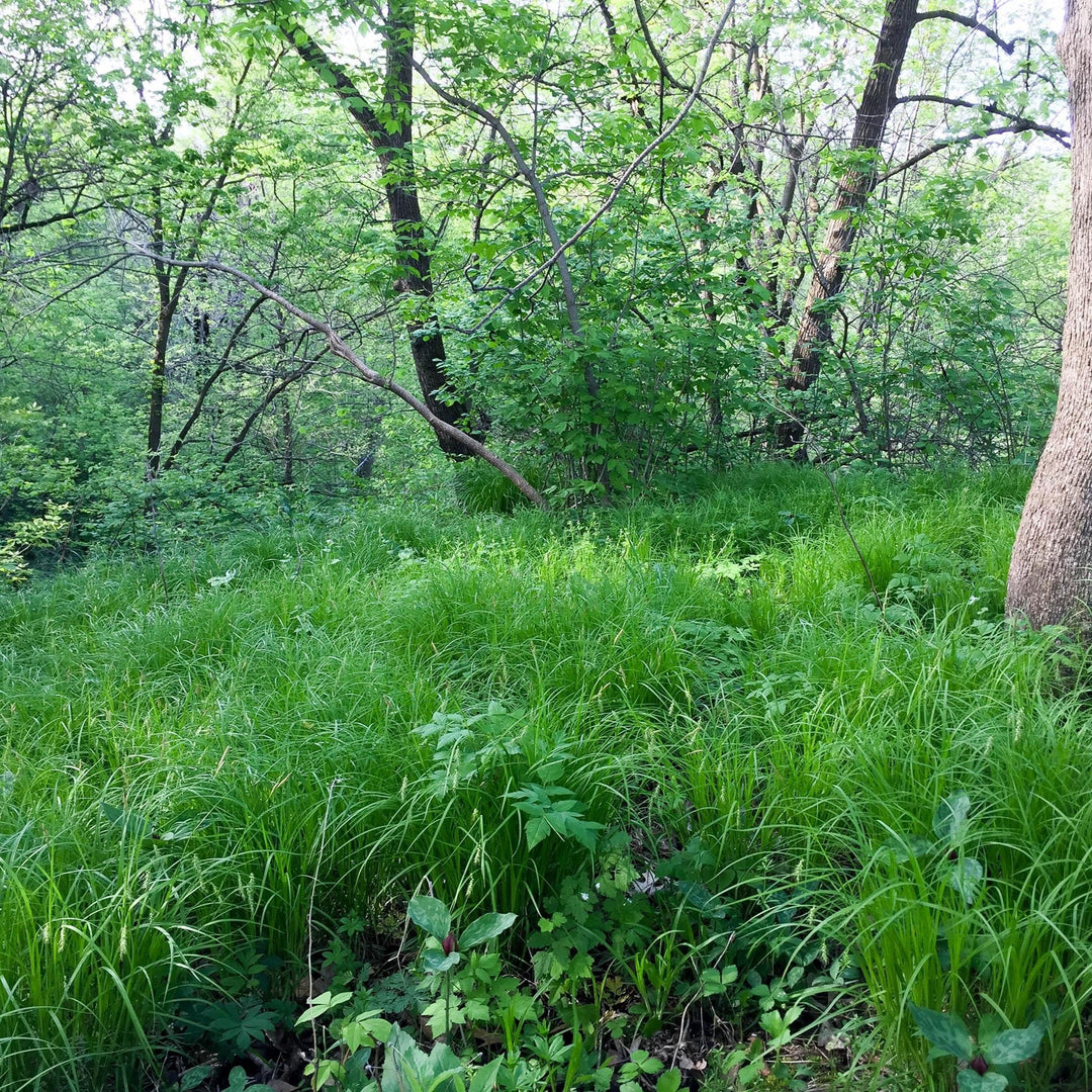 Carex sprengelii ~ Long Beaked Sedge-ServeScape