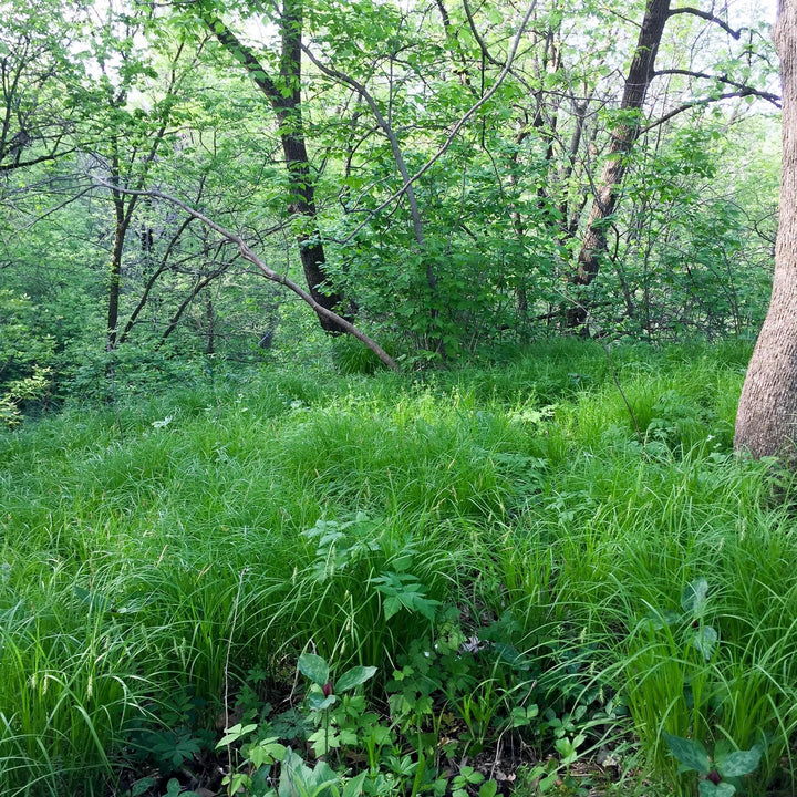 Carex sprengelii ~ Long Beaked Sedge-ServeScape