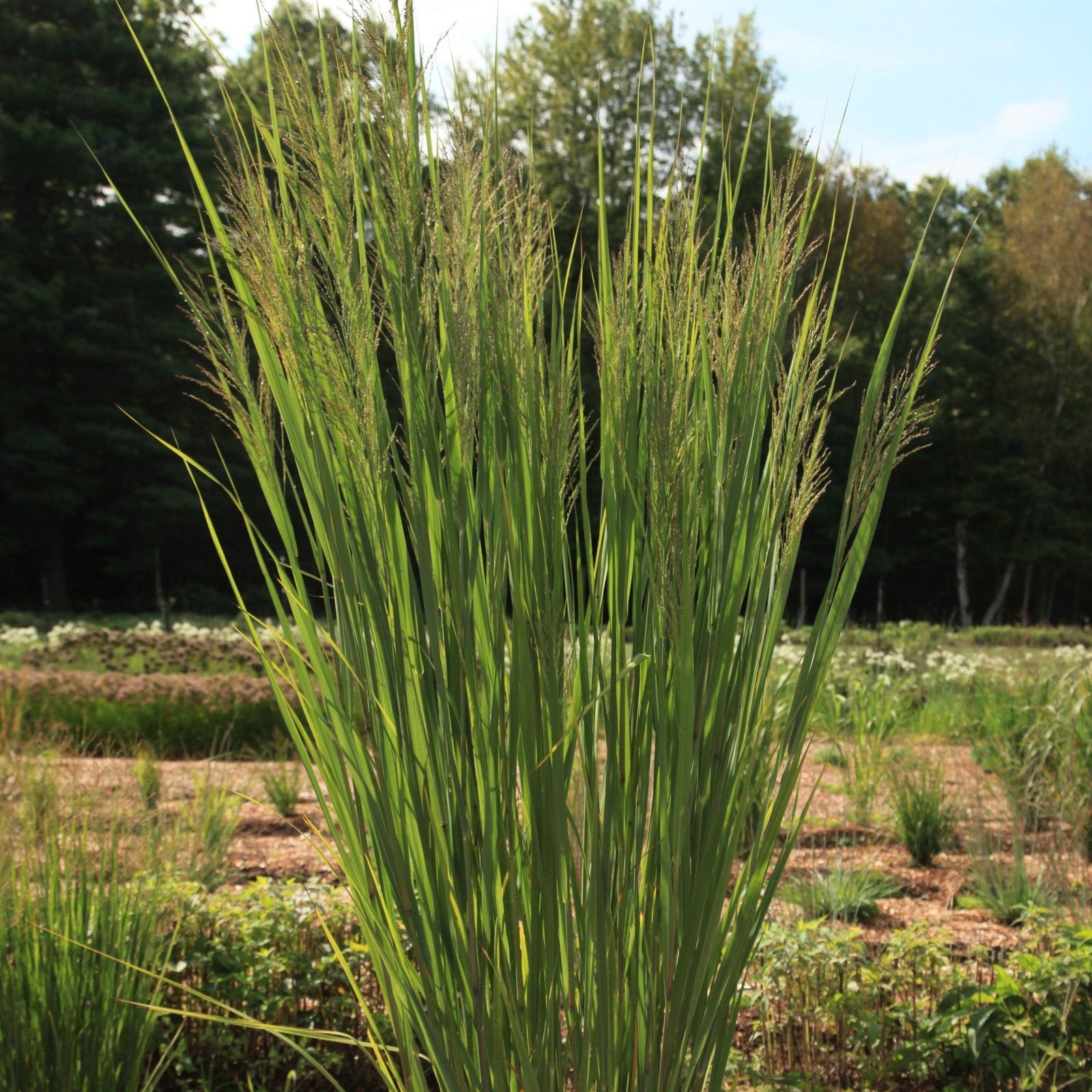 Panicum virgatum 'Nontlobg' ~ Dream Catcher® Lightning Bolt® Switch Grass-ServeScape