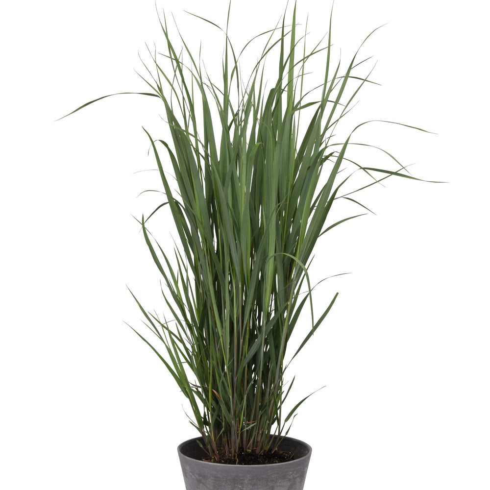 Panicum virgatum 'Nontlobg' ~ Dream Catcher® Lightning Bolt® Switch Grass-ServeScape