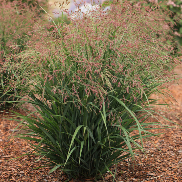 Panicum virgatum 'Nonesory' ~ Dream Catcher® Smokey Rose® Switch Grass-ServeScape
