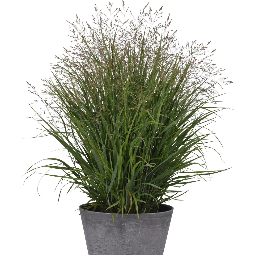 Panicum virgatum 'Nonesory' ~ Dream Catcher® Smokey Rose® Switch Grass-ServeScape
