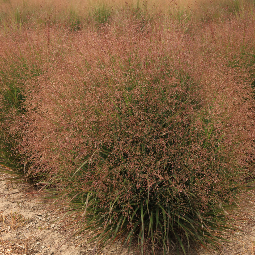 Panicum virgatum 'Nondee' ~ Dream Catcher® Tumbleweed® Switch Grass-ServeScape