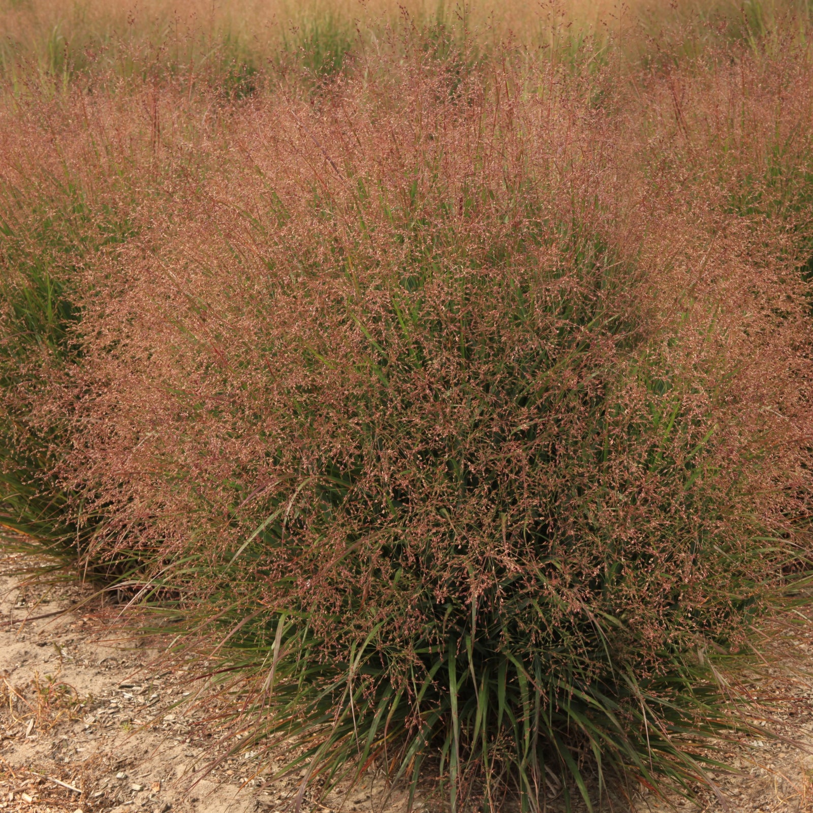 Panicum virgatum 'Nondee' ~ Dream Catcher® Tumbleweed® Switch Grass-ServeScape