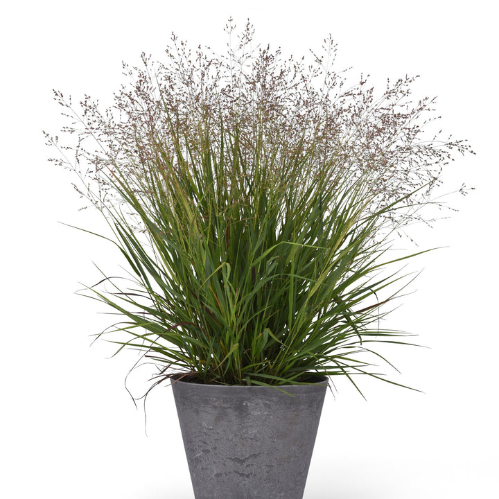 Panicum virgatum 'Nondee' ~ Dream Catcher® Tumbleweed® Switch Grass-ServeScape