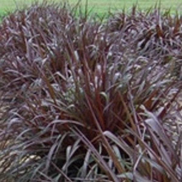 Pennisetum 'Tift15' ~ Regal Princess™ Napier Grass-ServeScape