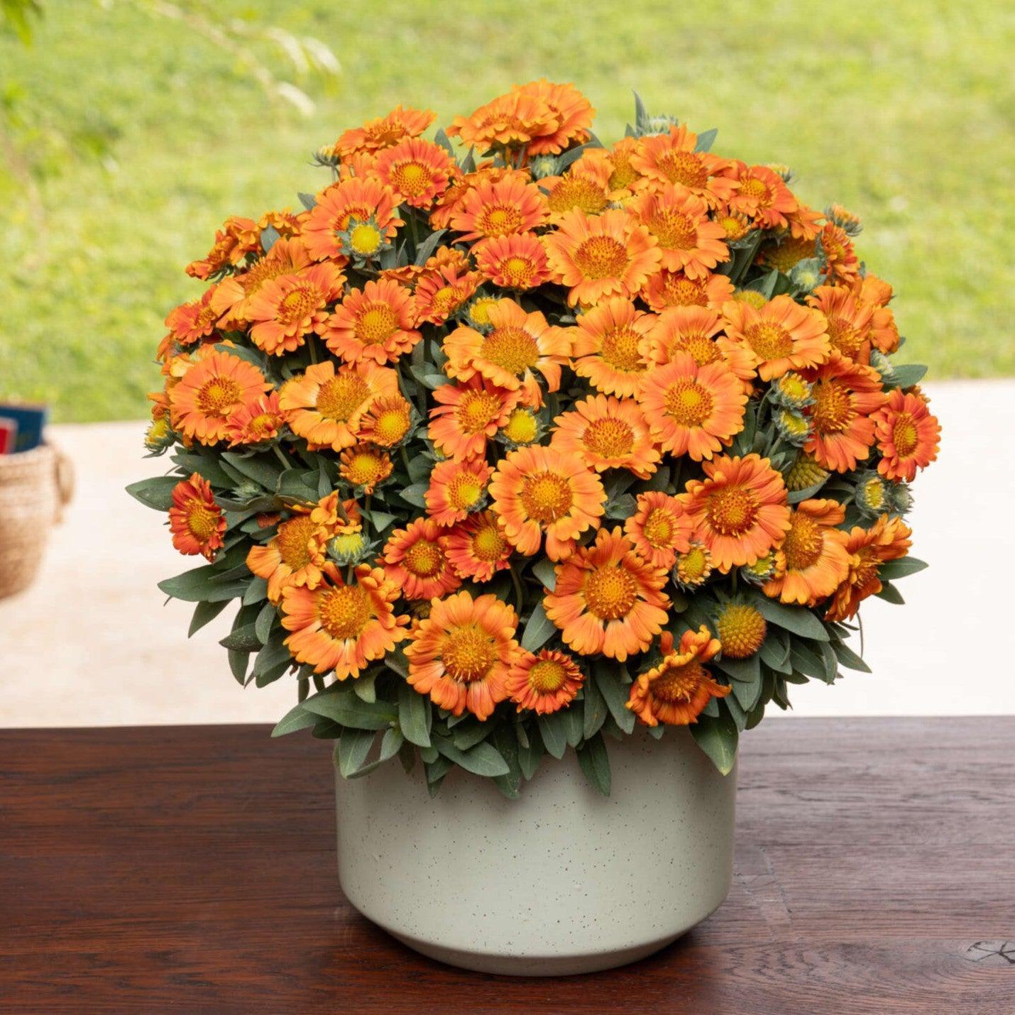 Gaillardia x 'Orange Zest' ~ Monrovia® Gusto™ Orange Zest Blanket Flower-ServeScape