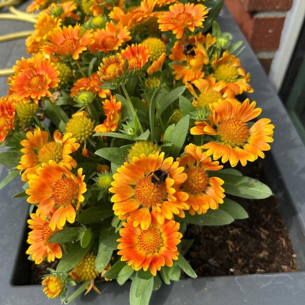 Gaillardia x 'Orange Zest' ~ Monrovia® Gusto™ Orange Zest Blanket Flower-ServeScape