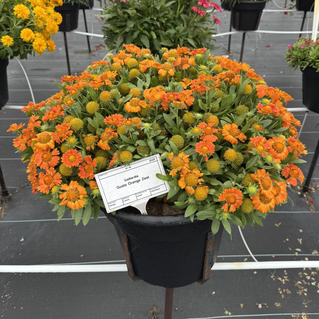 Gaillardia x 'Orange Zest' ~ Monrovia® Gusto™ Orange Zest Blanket Flower-ServeScape