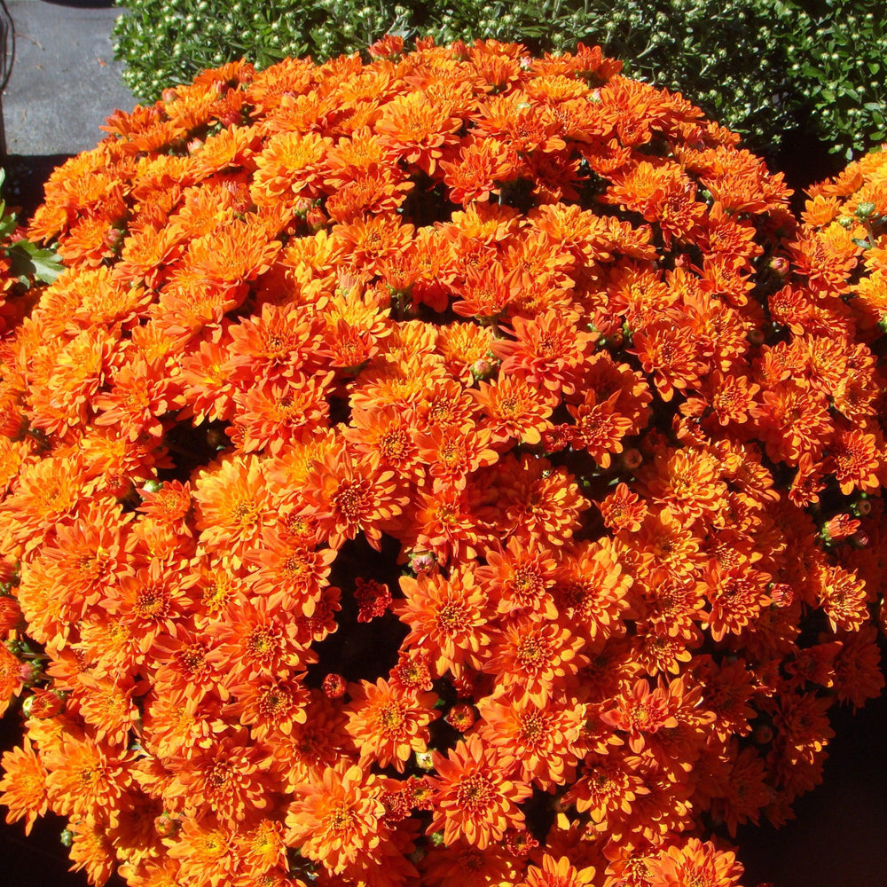 Chrysanthemum x morifolium 'Orange Zest' ~ Orange Zest Mum-ServeScape