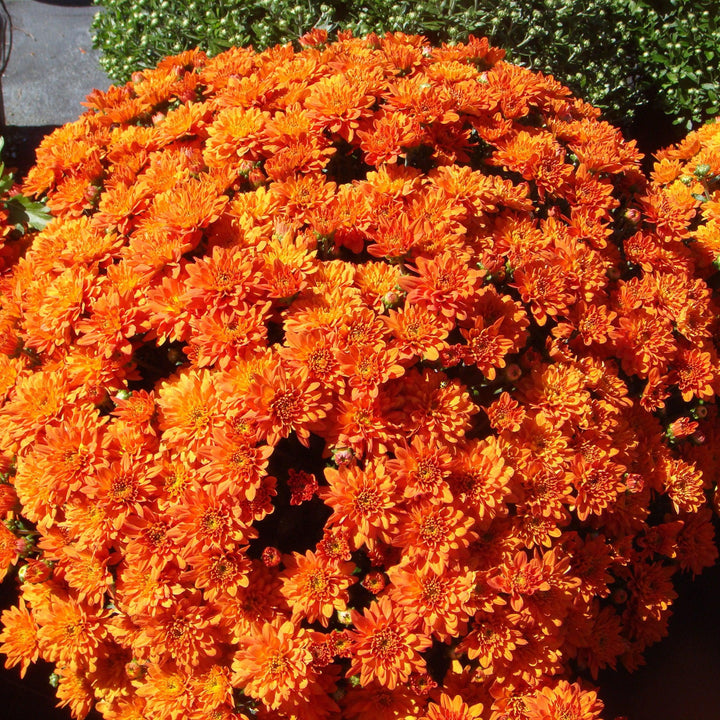 Chrysanthemum x morifolium 'Orange Zest' ~ Orange Zest Mum-ServeScape