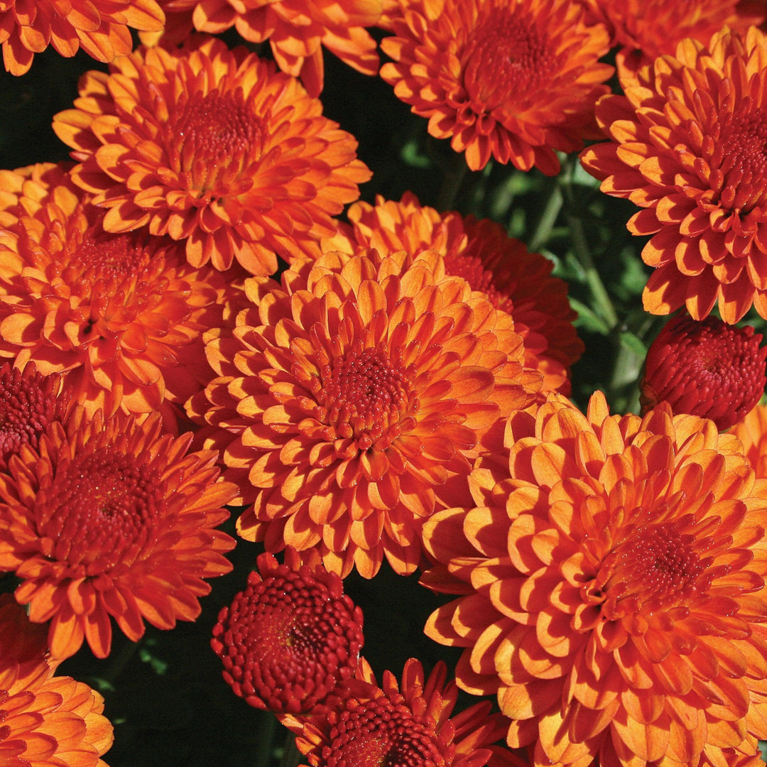 Chrysanthemum x morifolium 'Hailey Orange' ~ Hailey™ Orange Mum-ServeScape