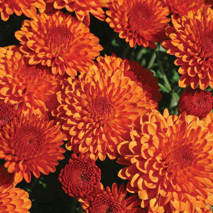 Chrysanthemum x morifolium 'Hailey Orange' ~ Hailey™ Orange Mum-ServeScape