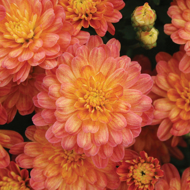 Chrysanthemum x morifolium 'Jacqueline Orange Fusion' ~ Jacqueline™ Orange Fusion Mum-ServeScape