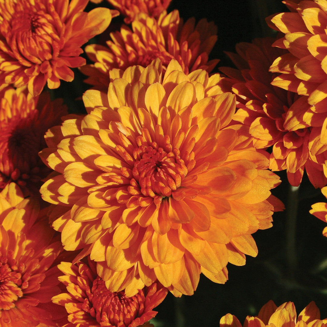 Chrysanthemum x morifolium 'Miranda Orange' ~ Miranda™ Orange Mum-ServeScape