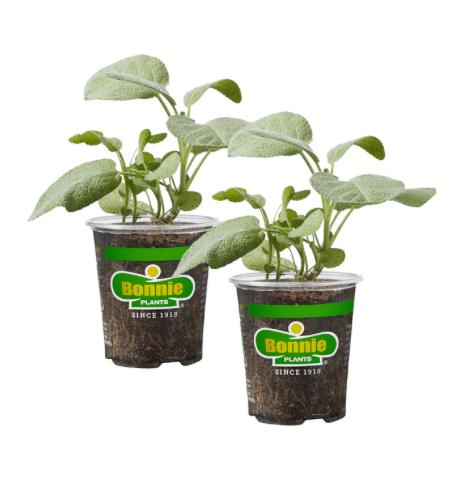 Assorted Herbs ~ Cool Season Herbs (4.5" pot)